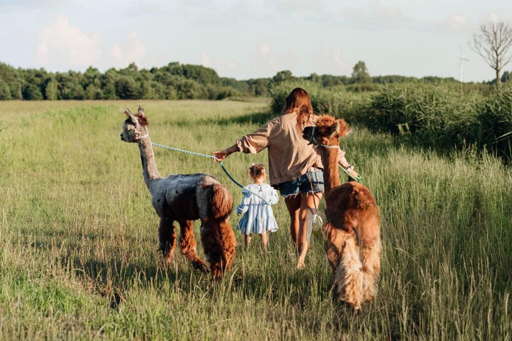 Trekking con gli Alpaca Umbria Trekking con gli Alpaca Umbria