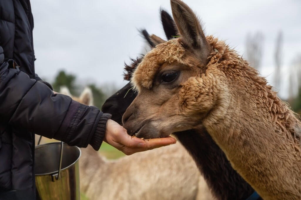 A passeggio con gli Alpaca Umbria A passeggio con gli Alpaca Umbria
