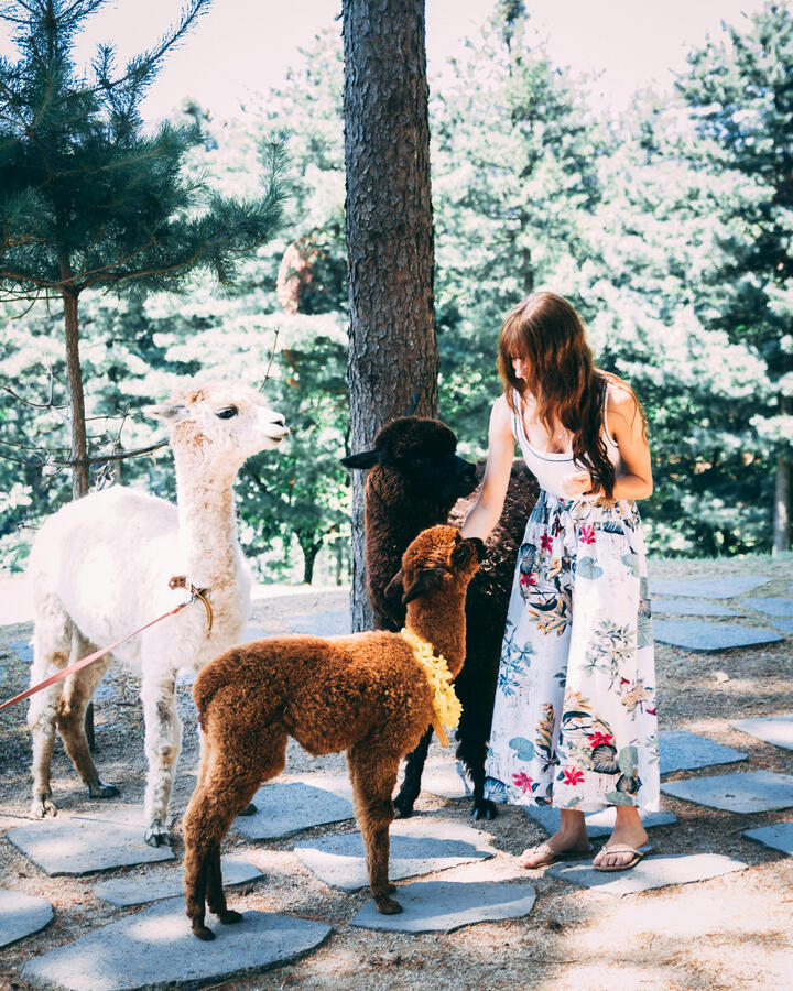 Passeggiate con gli Alpaca A spasso con gli Alpaca in Umbria