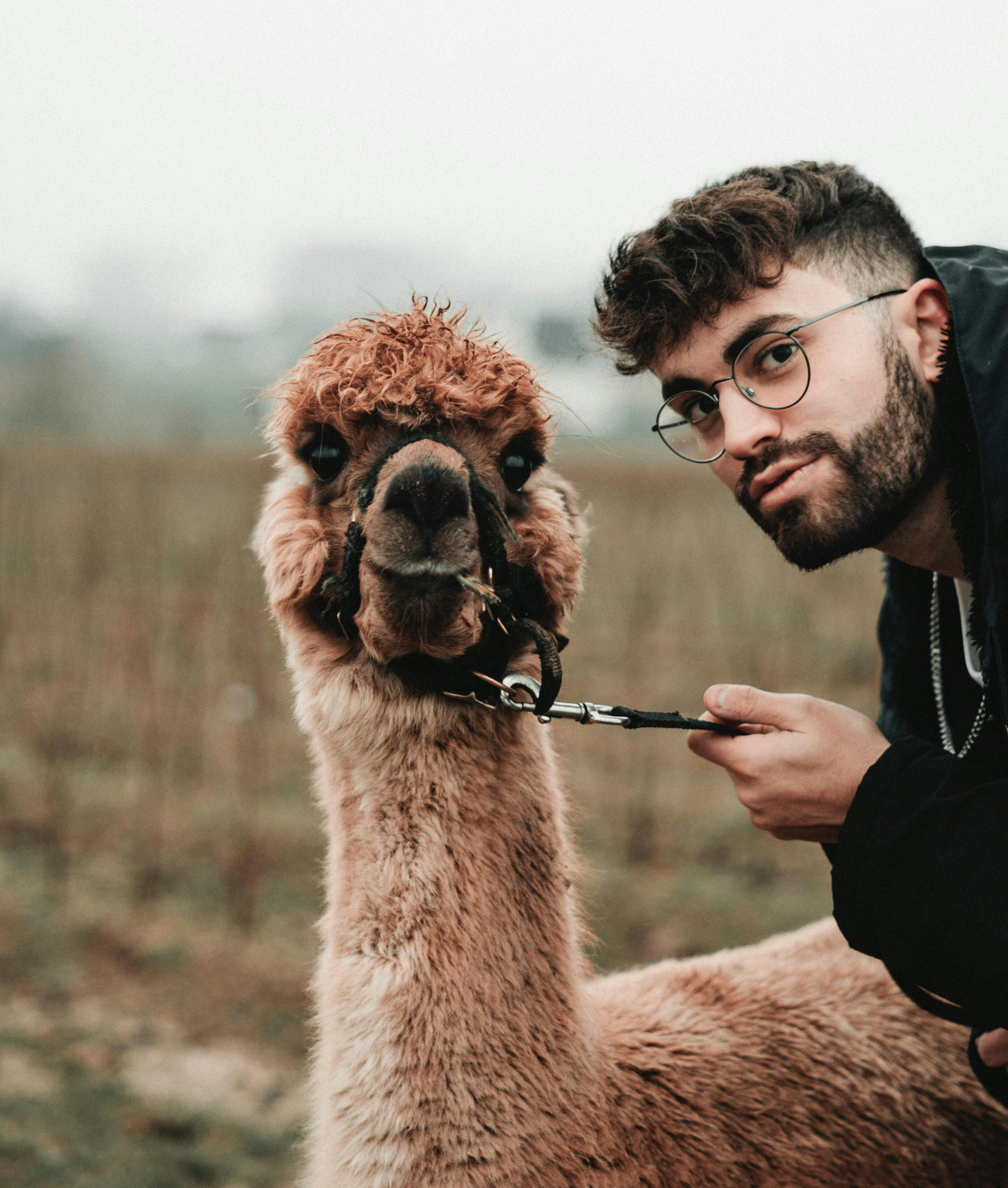Aperitivo con gli Alpaca Umbria Aperitivo con gli Alpaca Umbria