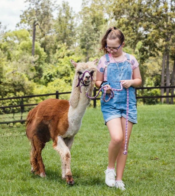 Passeggiata con gli Alpaca Umbria Passeggiata con gli Alpaca Umbria