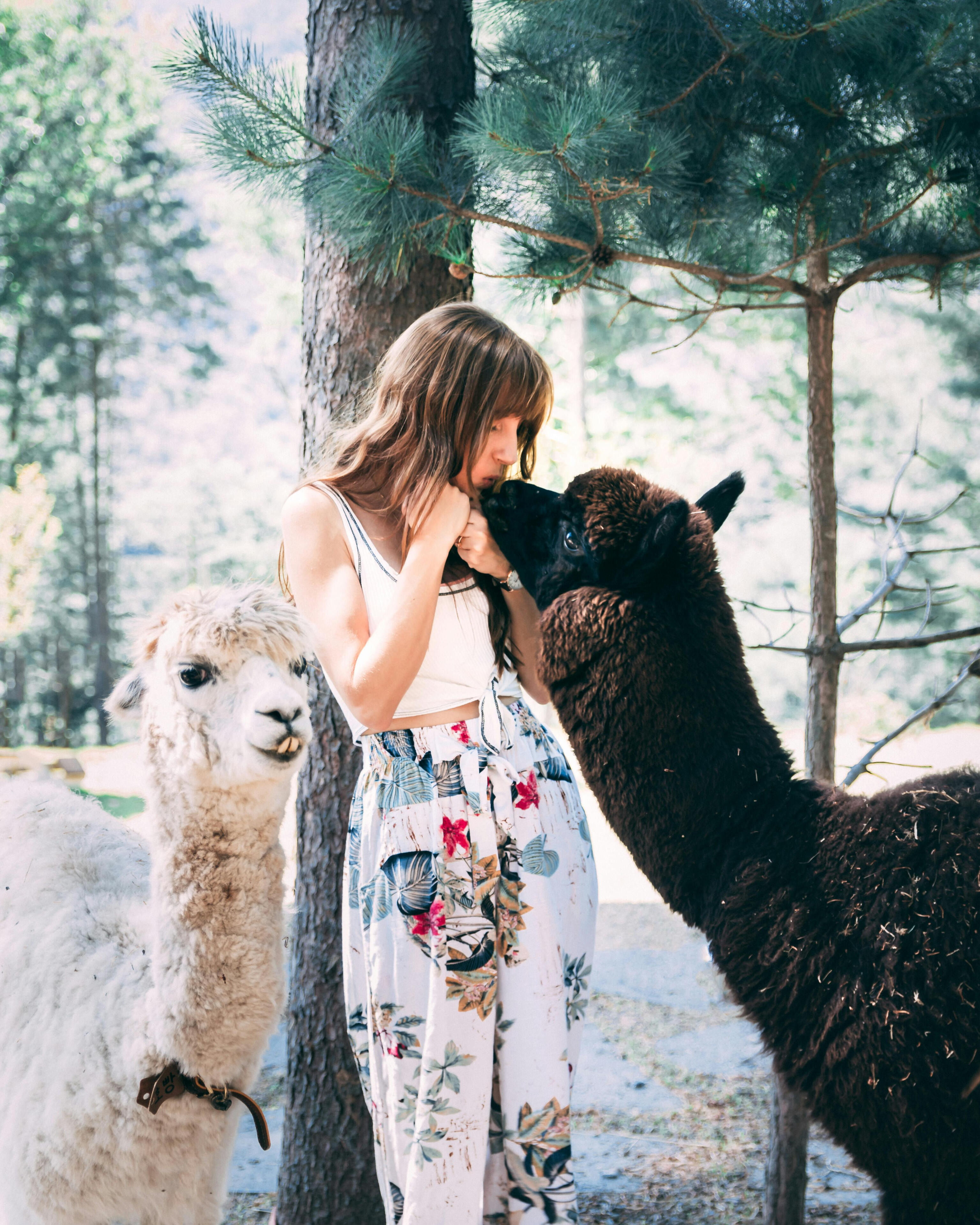 Alpaca Umbria Alpaca Umbria